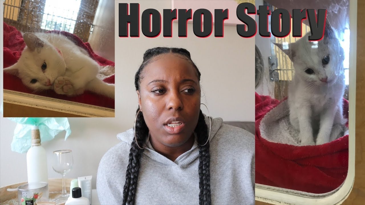 Cat Adoption HORROR story.  EMOTIONAL.