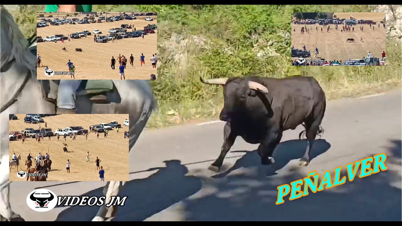 &iexcl;Que Toro.!!! Encierro Campo Pe&ntilde;alver 2025