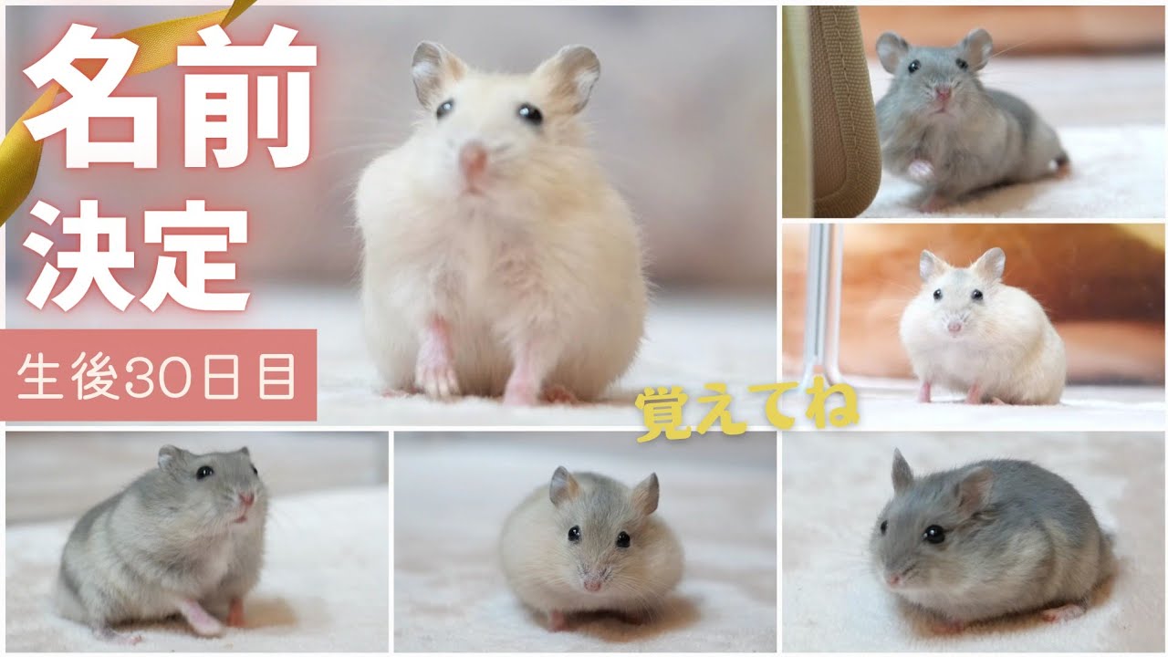 【生後30日目】ハムスターの赤ちゃん、名前決定！