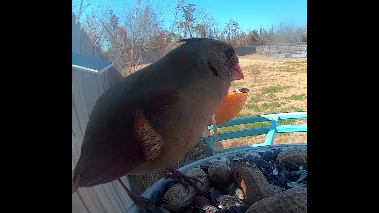 Lady Cardinal enjoying her lunch in the sunshine 🌞 