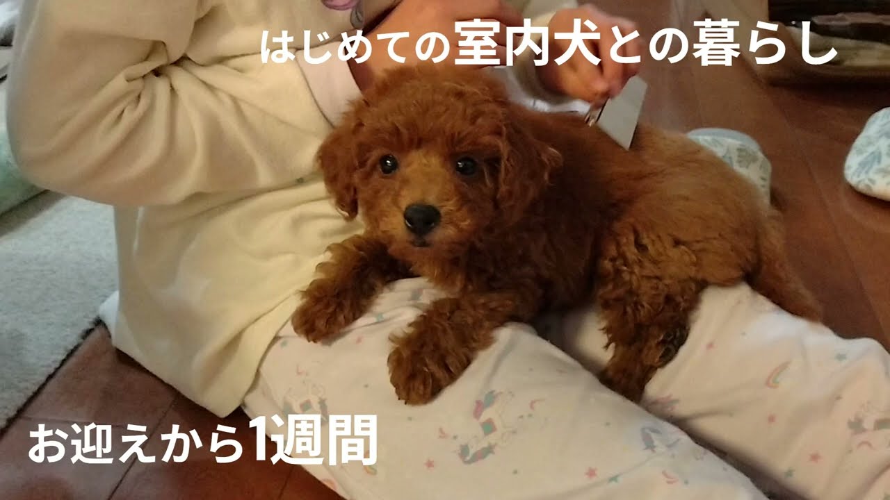 はじめての室内犬との暮らし～お迎えから1週間～