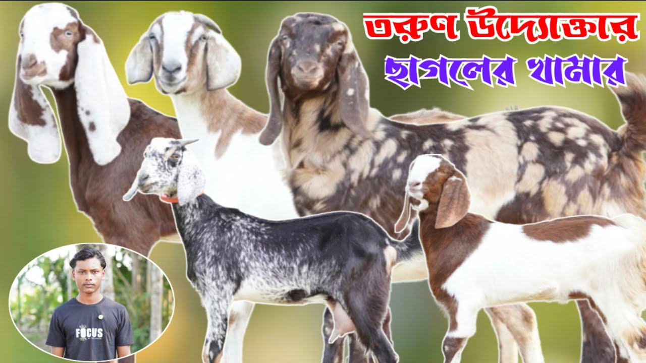 তরুণ উদ্যোক্তার ছাগলের খামার নাটোর জেলা || বিটল তোতাপুরি হরিয়ানা শিরহি ক্রস ছাগলের দর-দাম জানুন | 
