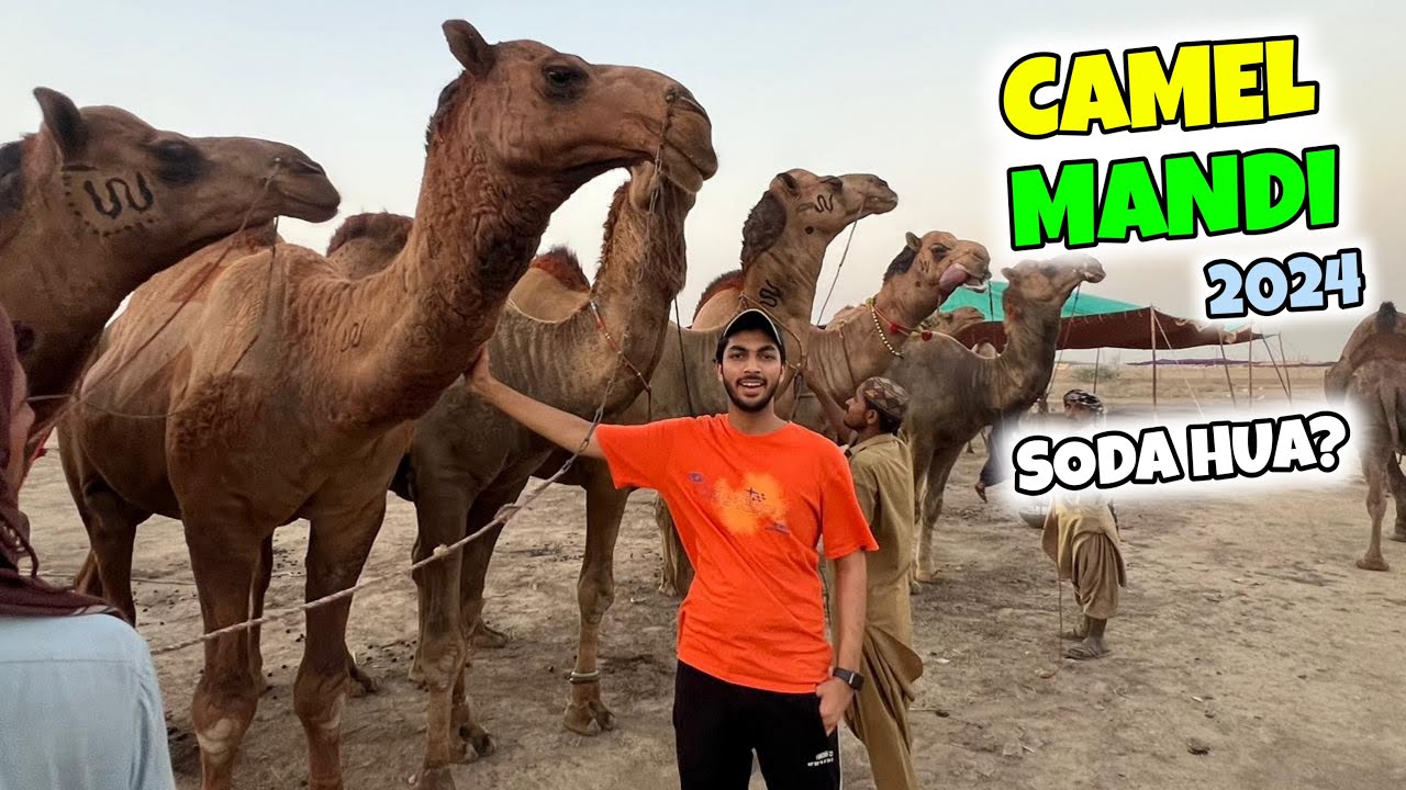 Aaj camel mandi chal gaya 🐫 | soda hua ?🤔