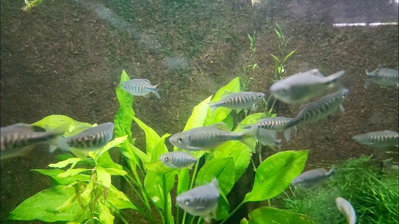 A shoal of Barred Danio. 😊