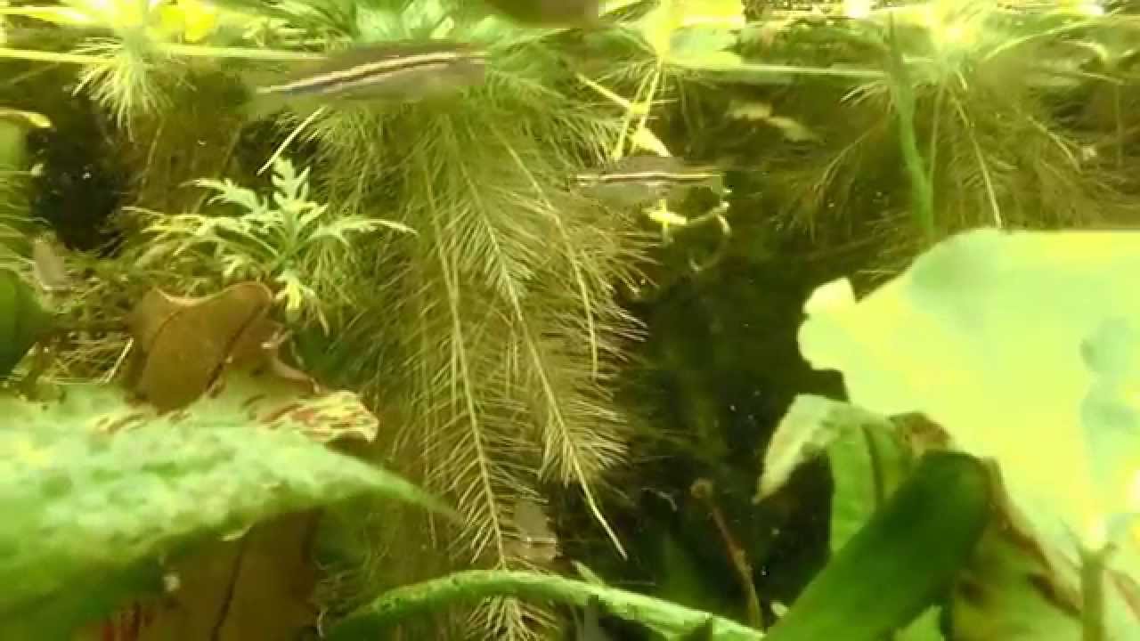 T&uuml;pfelb&auml;rblinge - Danio nigrofasciatus