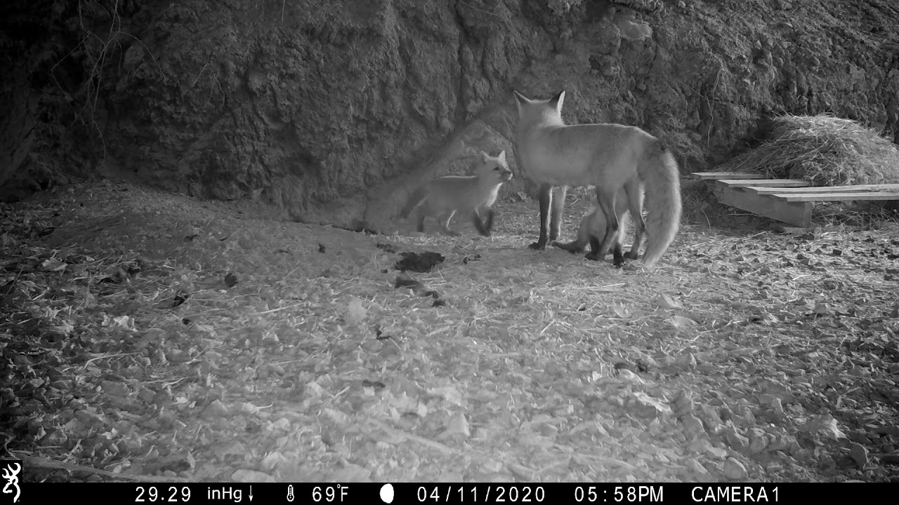 This is the sound a mama fox uses to call her kits to her.
