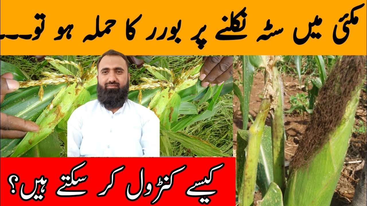 How to control maize stem borer | Chemical control of maize shoot borer | Bilal Kanju Official