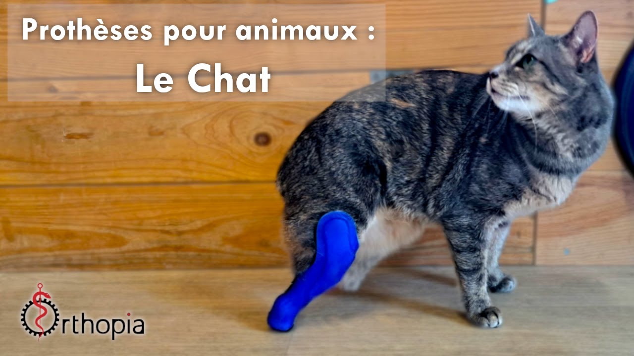 Proth&egrave;se pour Chat : Orthopia