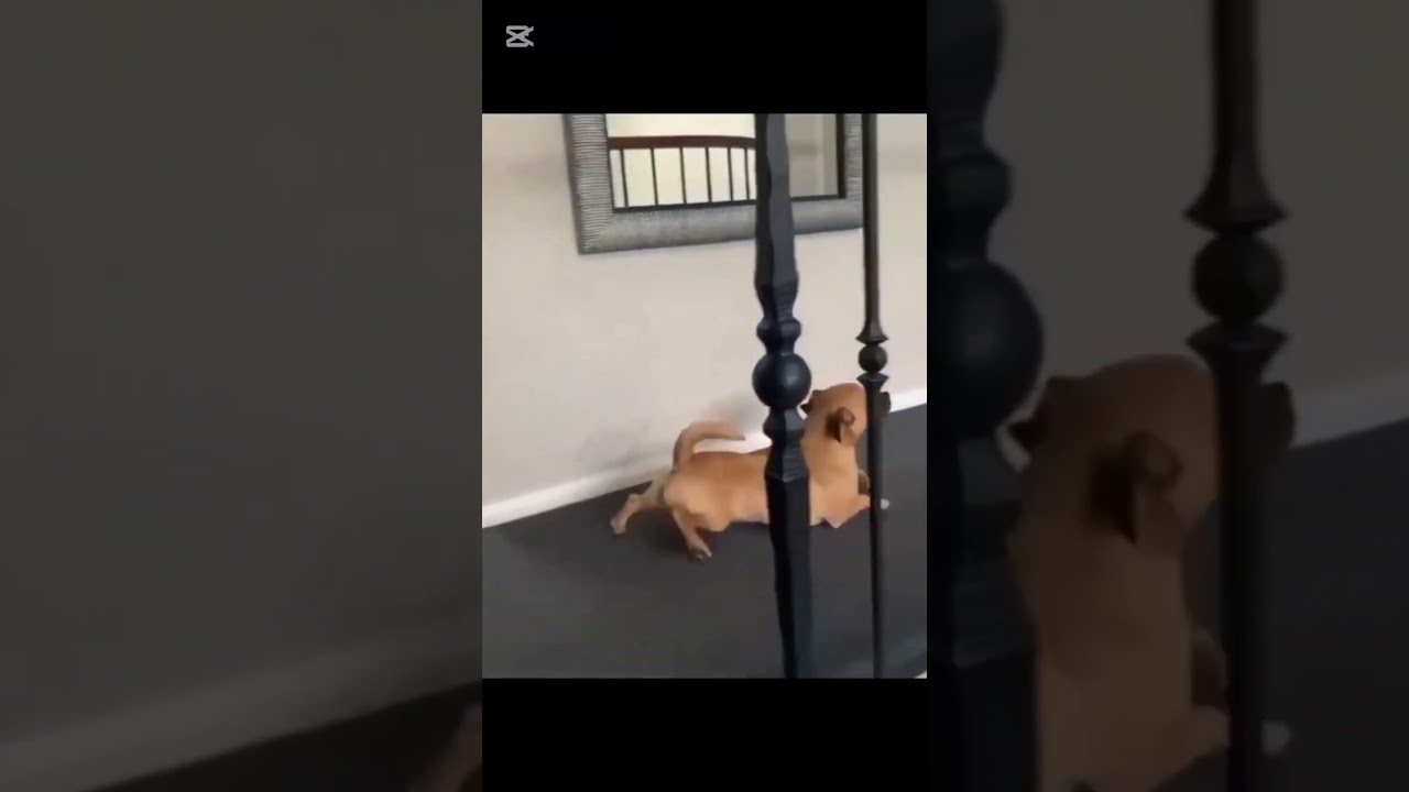 Dogs are pure comedy 🐶😂 #shorts #fypシ #fy #funny #dogsoftiktok #dogs #viral #lol #pets #voxnarratia