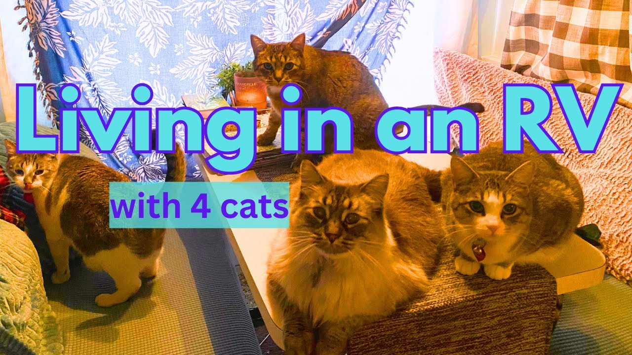 Living in an RV with 4 cats