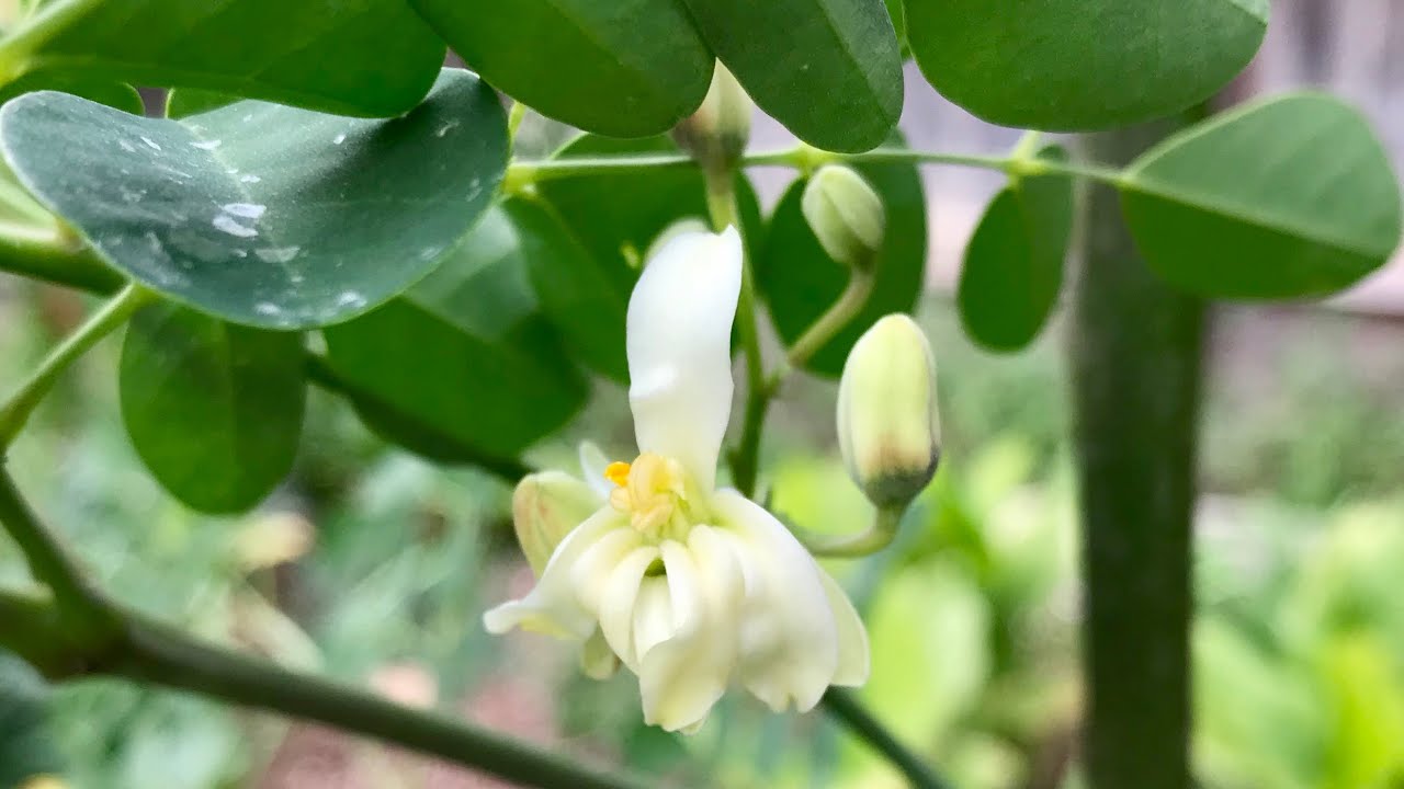 Horseradish Tree - Moringa Oleifera Tree Blossom (Miracle Tree)