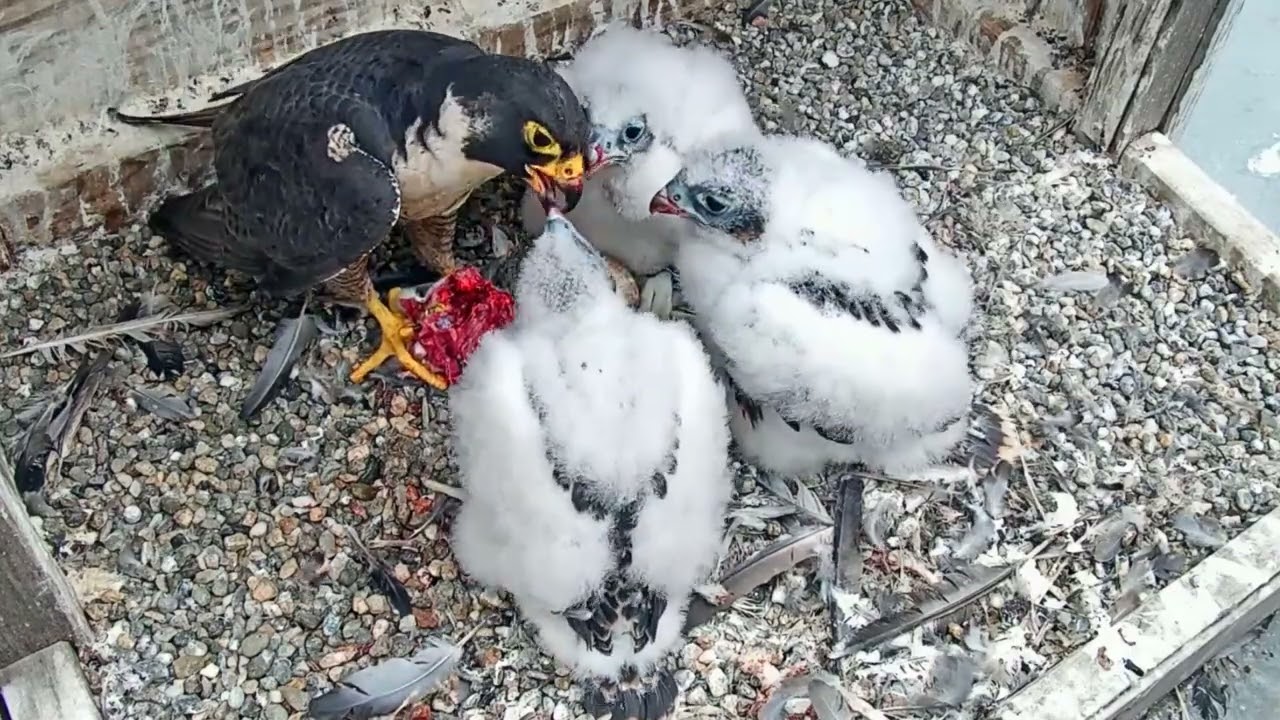 #falcon Cam2#37 mother birds brings food to feed her chicks in the nest, Falcon babies feeding