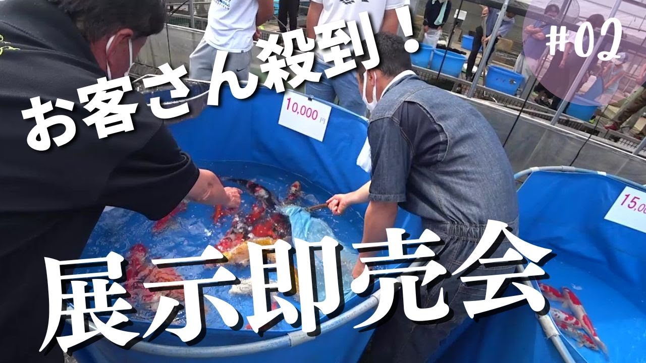 パニック！錦鯉にお客さん殺到！後編＃錦鯉展示即売会#nishikigoi＃Sale ＃沼上＃ปลาคราฟ