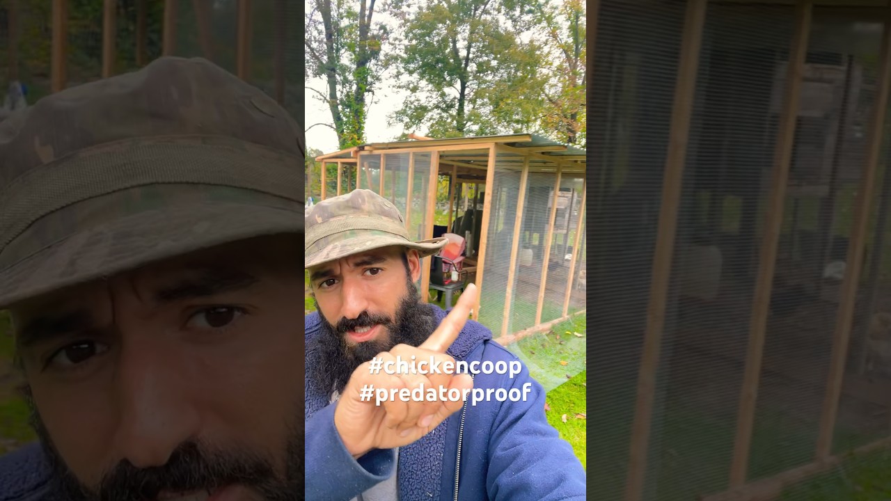 Predator proof your chicken coop #chickencoop #homestead