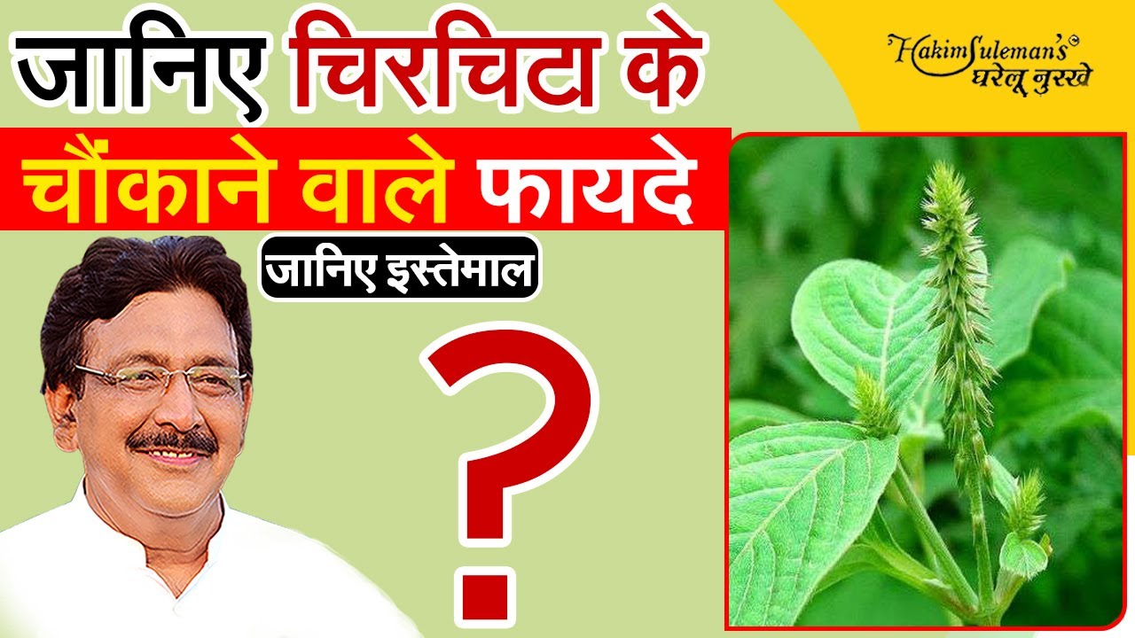कई समस्याओं में लाभदायक है चिरचिटा