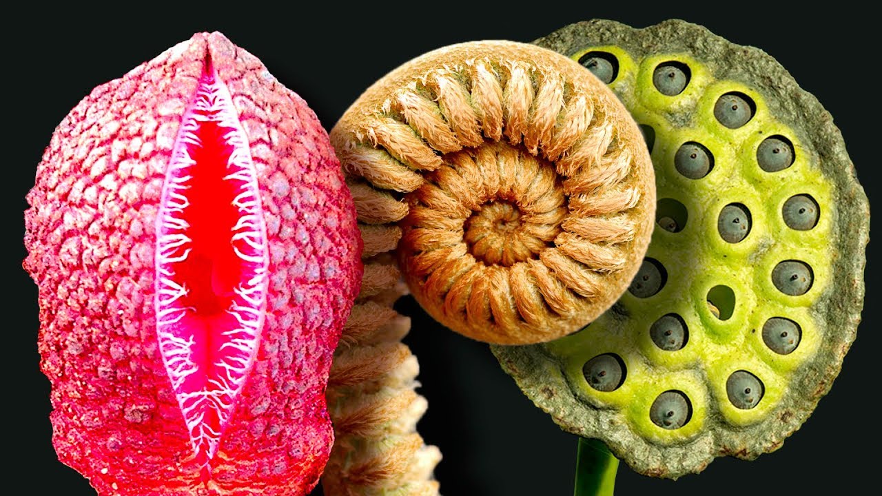 TOP 15 STRANGE PLANTS  on the Planet