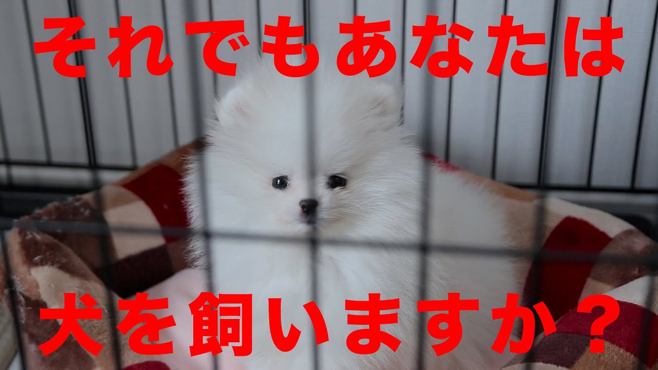 【犬を飼う前に見て】独身男性が犬を飼って大変だった10のこと