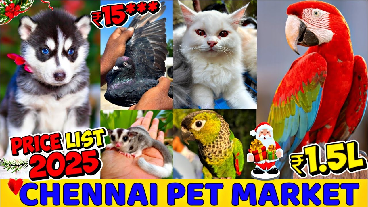 Chennai Broadway Pet Market 🔥 Christmas 🎅🏻New Year Offers ‼️|Puppies, Parrots, Exotic Pets 😍