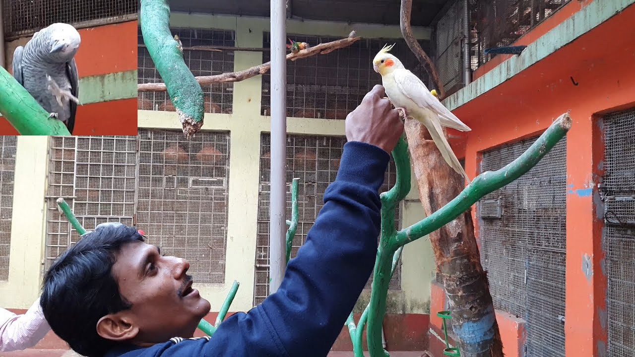 Cockatiels Is The Best Bird / Breeding Progress Of My Bird Farm / Charitable Seba Work.