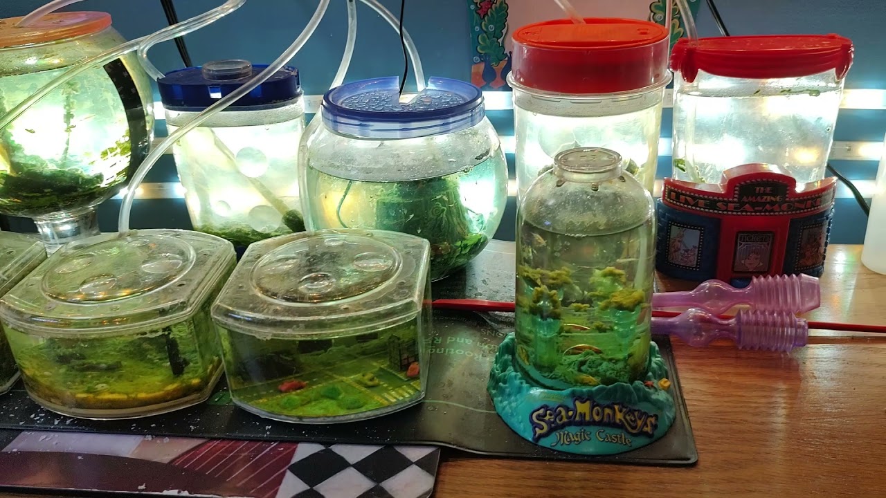 12 Sea-Monkey Colonies!  Tank Update!  Automation! New Project (HUGE Sea-Monkey Aquarium!)