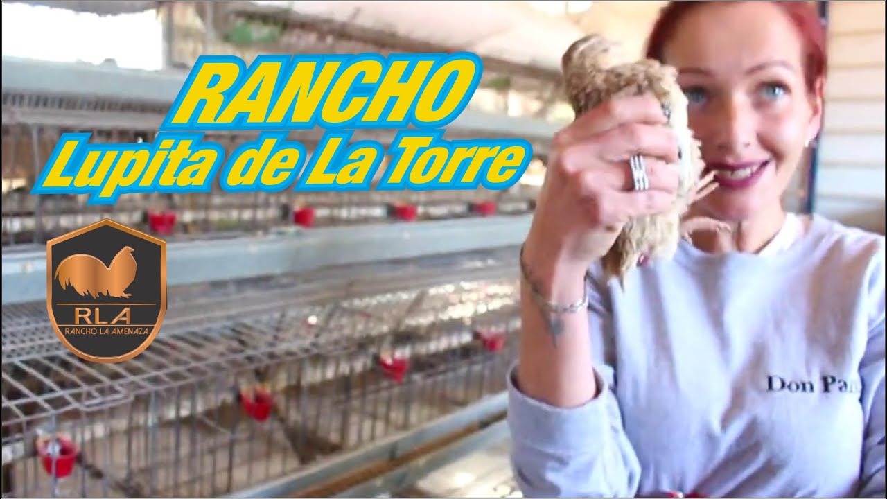 Inccreibles codornices  Rancho Lupita de La Torre