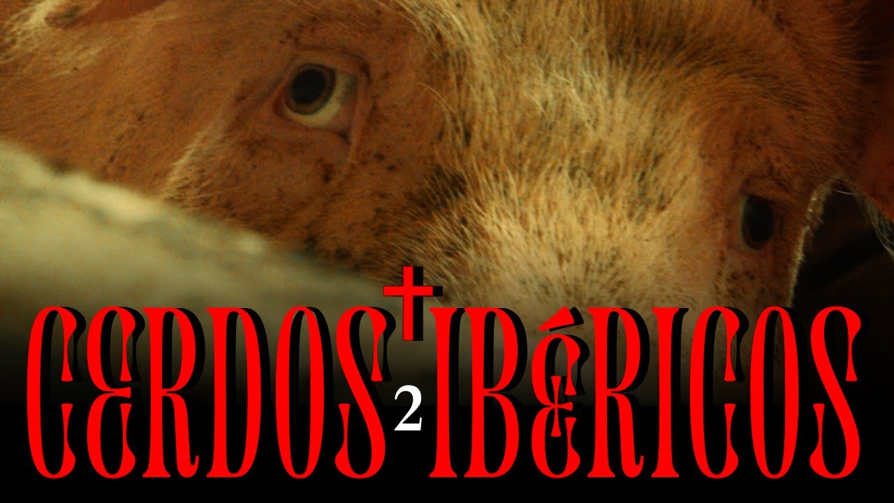 CERDOS IBÉRICOS - CAPÍTULO 2