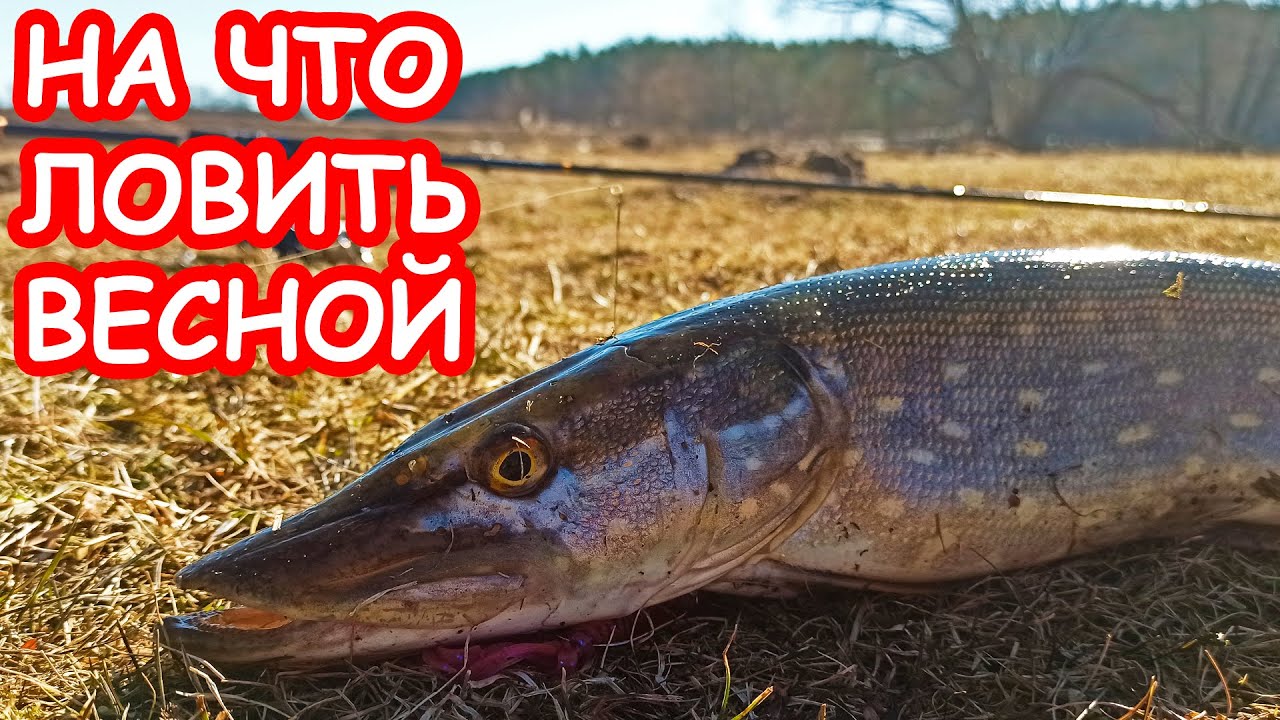 НА ЧТО ЛОВИТЬ ЩУКУ ВЕСНОЙ. РЫБАЛКА НА СПИННИНГ. ПРИМАНКИ И ПРОВОДКИ НА ЩУКУ