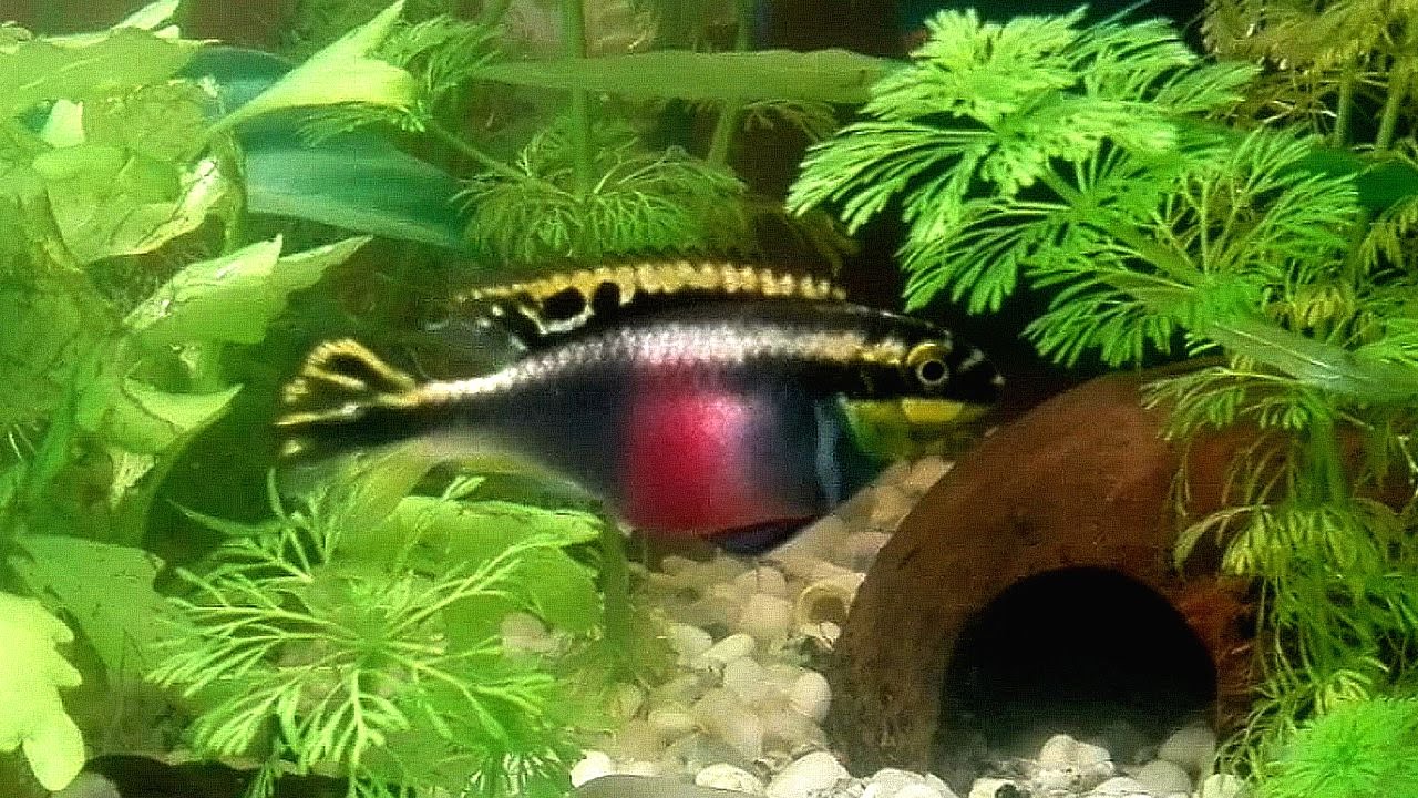 kribensis puesta de huevos (Pelvicachromis pulcher)