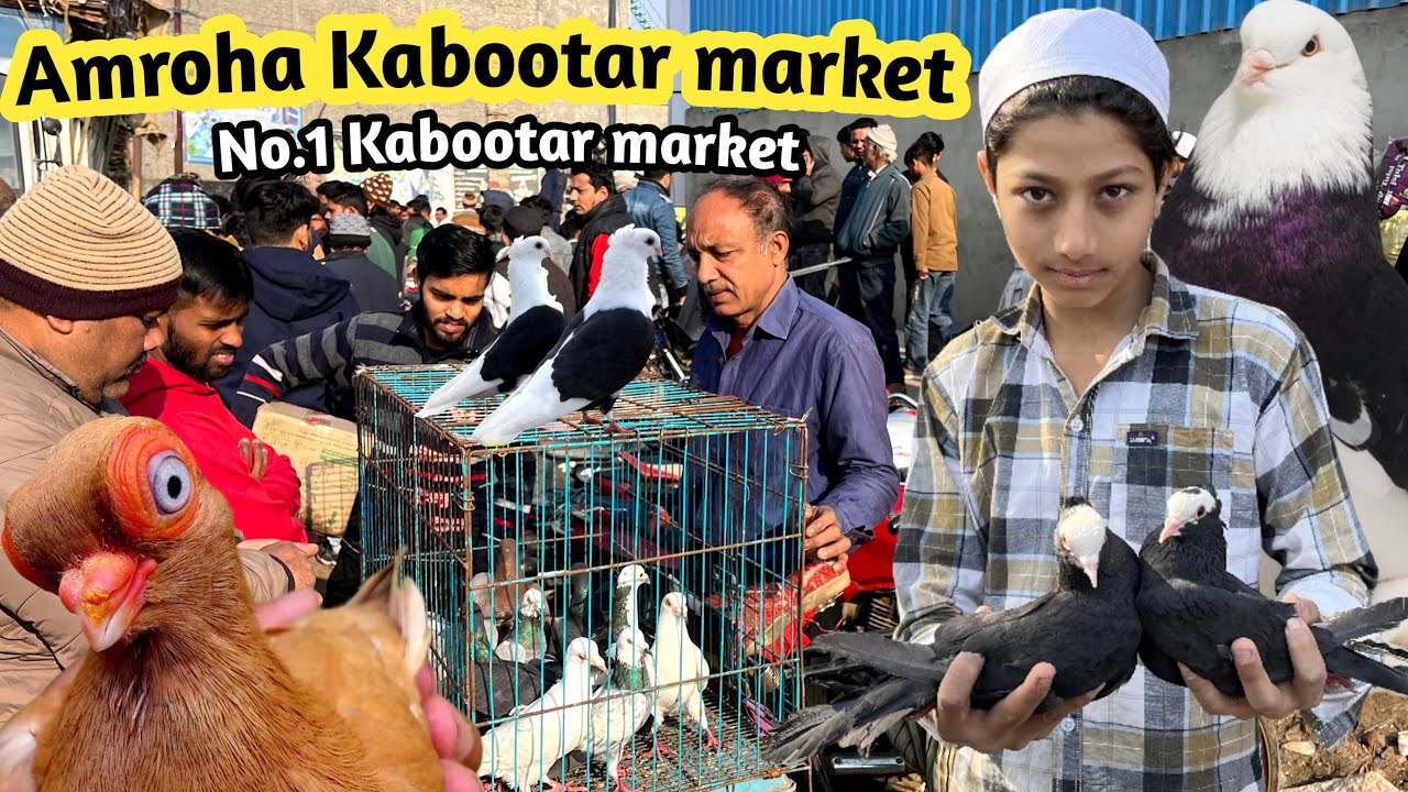 Amroha Kabootar Markit 🕊️ 07-02-2026 अमरोहा कबूतर बाज़ार fancy,gola,madrasi,panjabi kabootar markit 