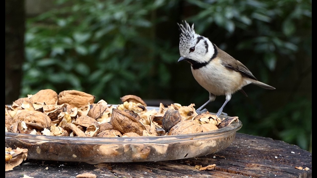 Tuinvogels van verschillend pluimage smullen van okkernoten