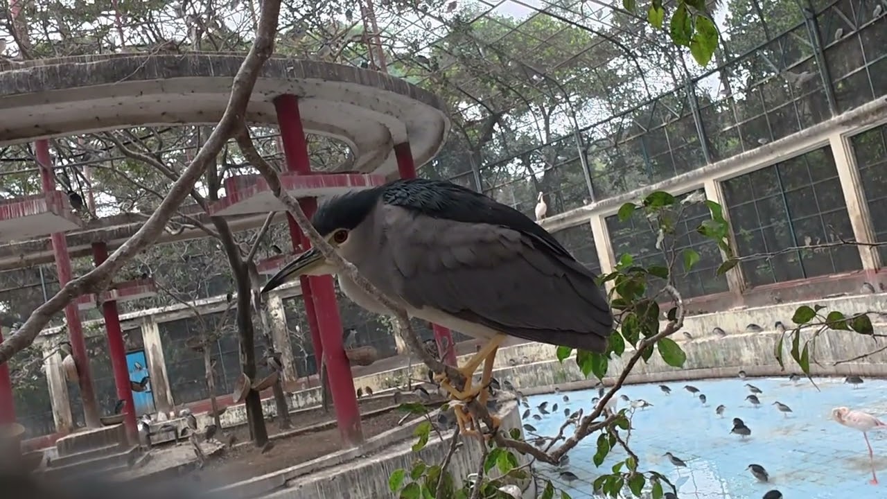 Black crowned Night Heron Bird