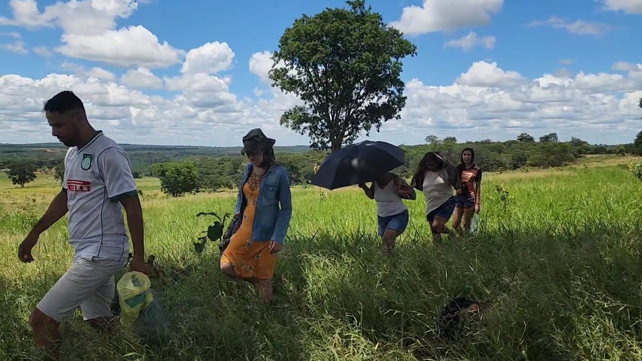 Fomos aos umbuzeiros, final da safra 
