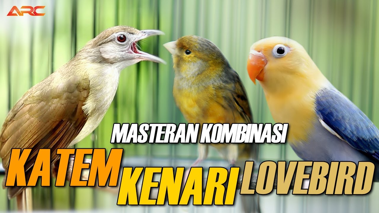 MASTERAN KAPAS TEMBAK GACOR - KENARI - LOVEBIRD