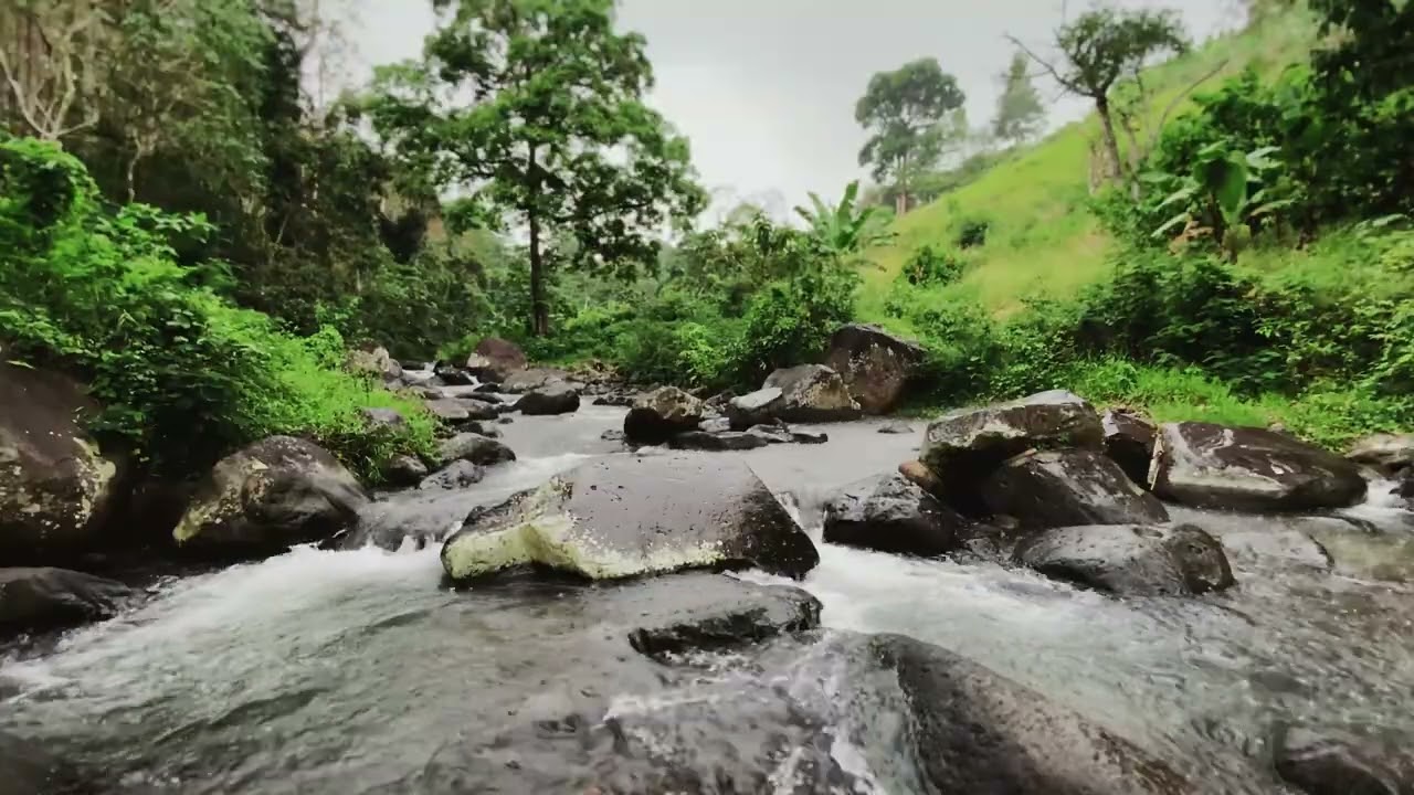 Discover Peacefully in the Tranquil Forest Stream Sounds For Deep Work Sessions