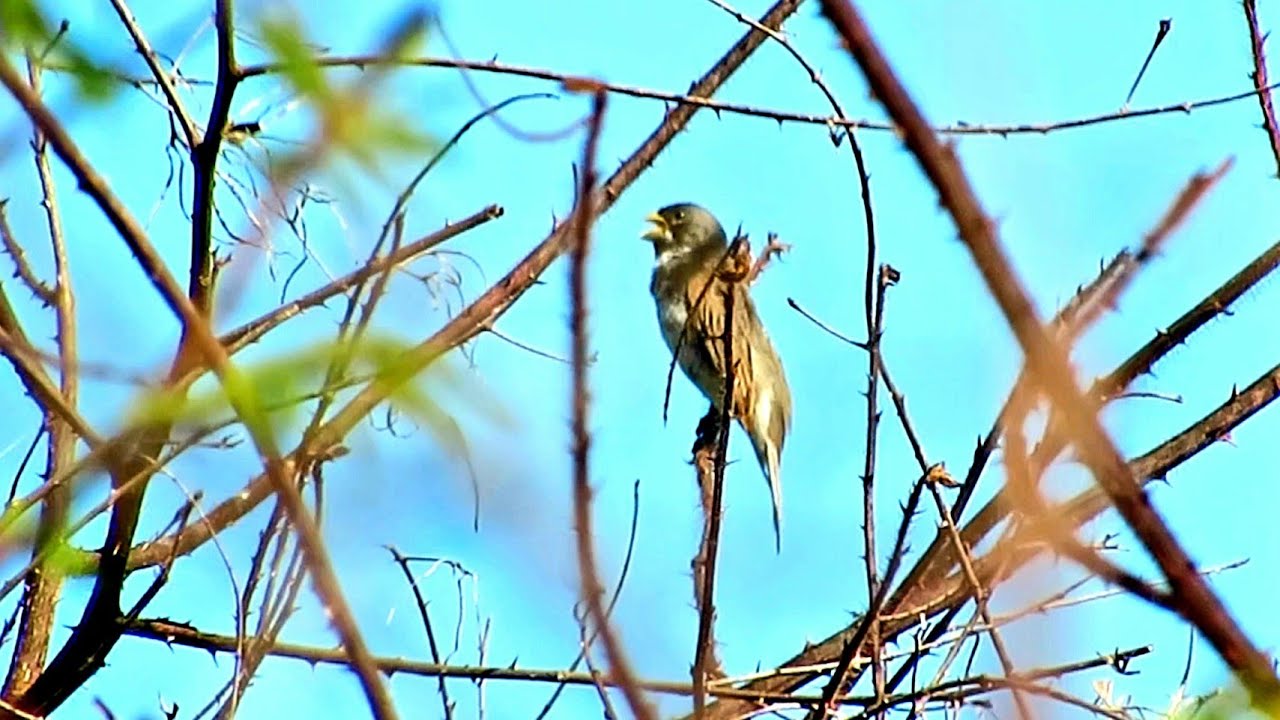 CURIÓ E COLEIRO NO BREJO | FUI ATRÁS DOS MATEIROS