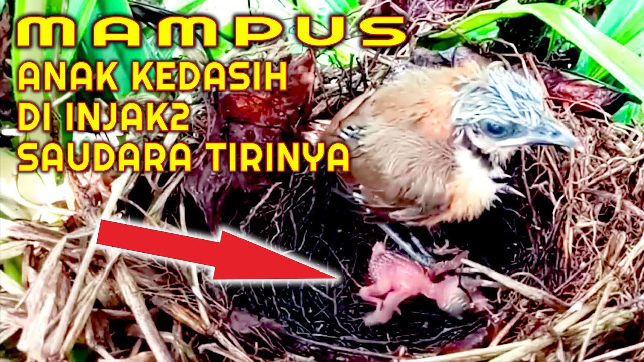 MAMPUS !!  Anak Kedasih Di Injak2 Saudara Tirinya #kedasih #burungkedasih #burungjahat