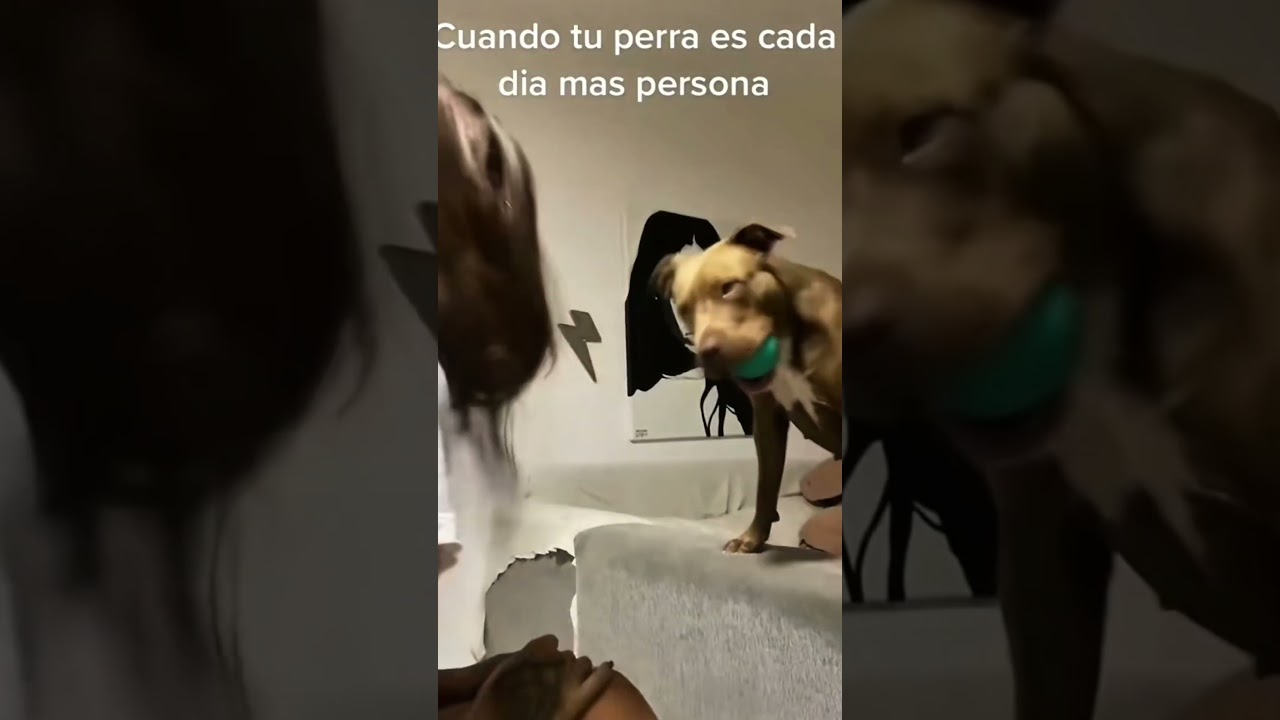 Watch this video about the resemblance between owners and their pets.
