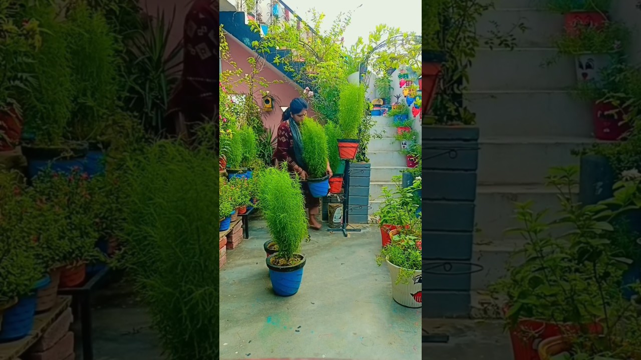 home entrance decor ideas garden decoration flowergarden overview# #trendingshorts #shortsfeed#viral