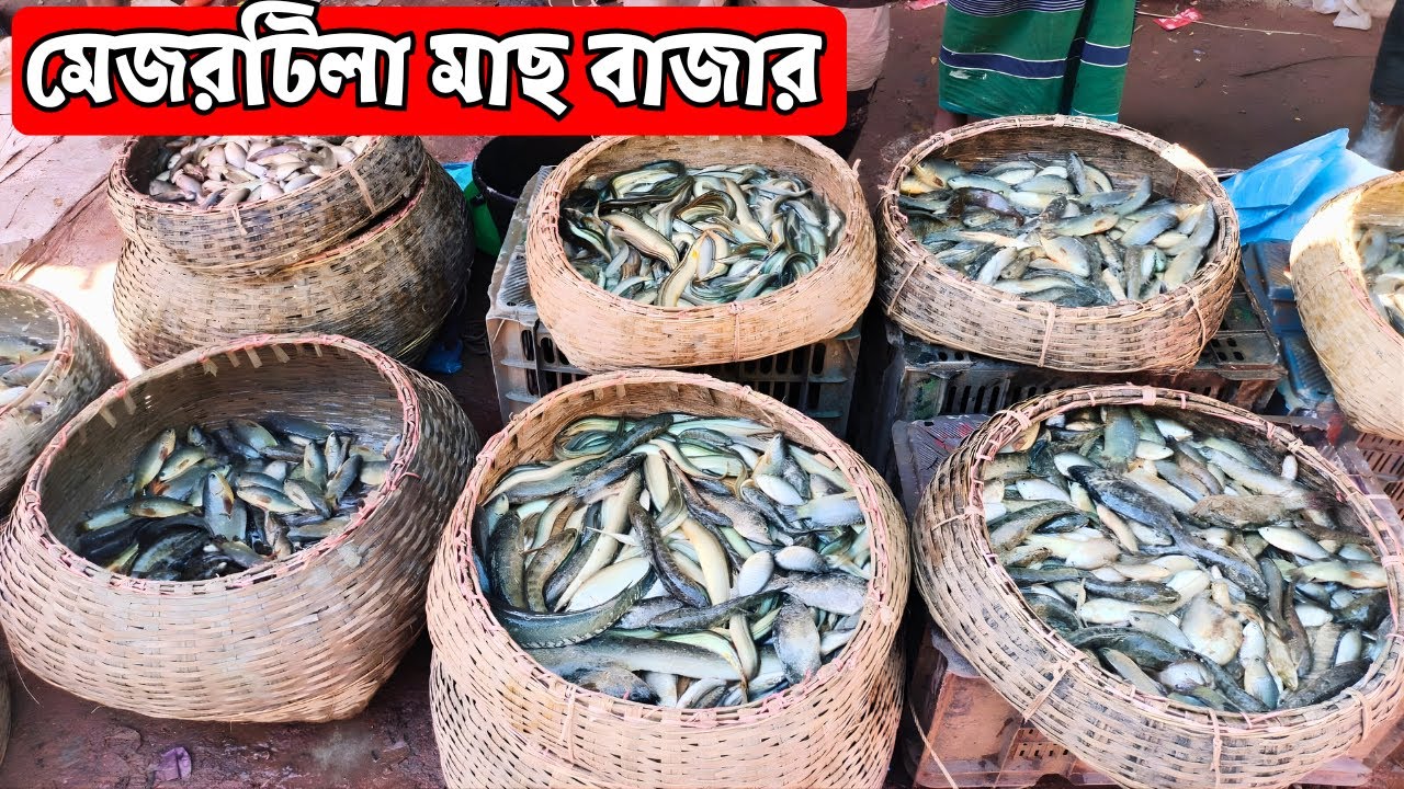 সিলেটের মেজর টিলা মাছ বাজারে হাওরের মাছের দাম | Mejortila Fish Market, Sylhet