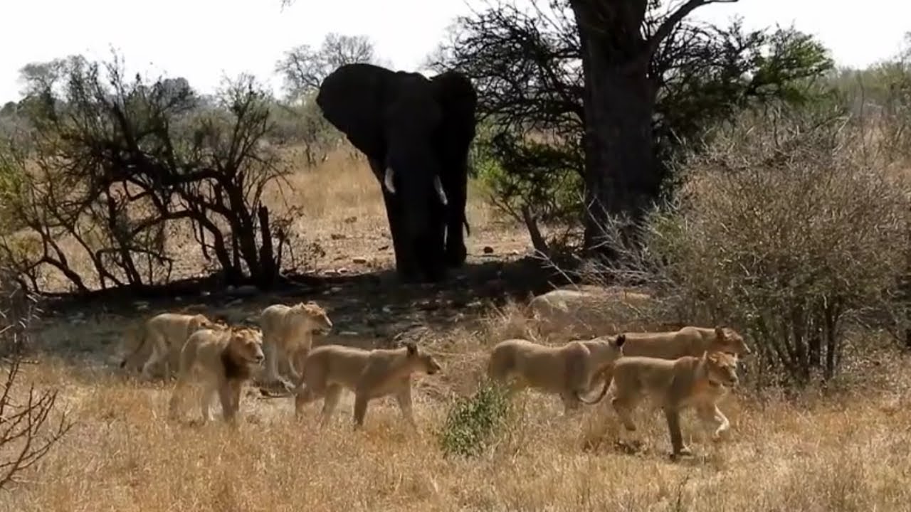 Elephant chased of Mazithi Lion Pride who were enjoying shade in hot day | Kruger | 15 October 2024