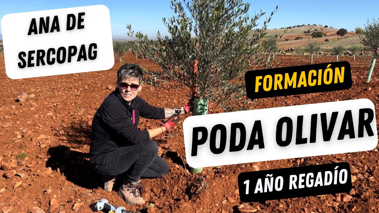 Poda de formación de olivar con 1 año y regadío