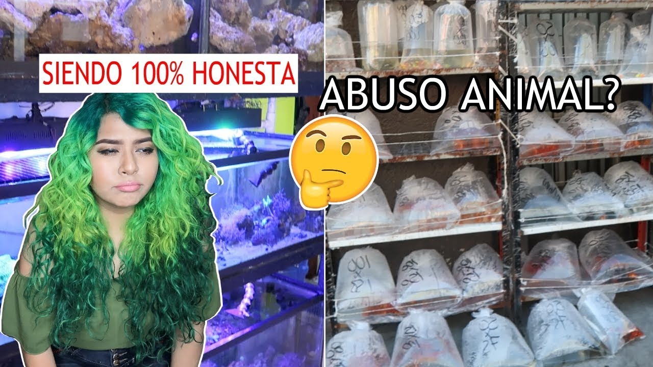 EXPONIENDO VENDEDORES MALOS EN EL MERCADO DE PECES MORELOS + VLOG DE EXPO ANIMALIA CDMX