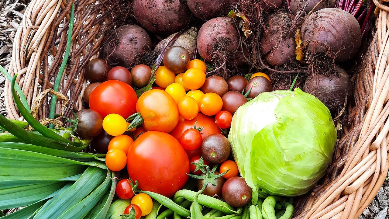 Easily Grow Your Own Healthy Food From Seed
