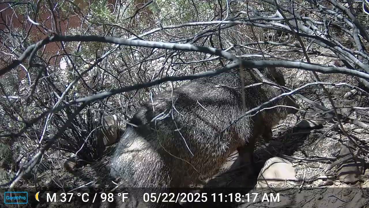 Javelina Family Trail Camera, Ep. 9, Tucson Arizona