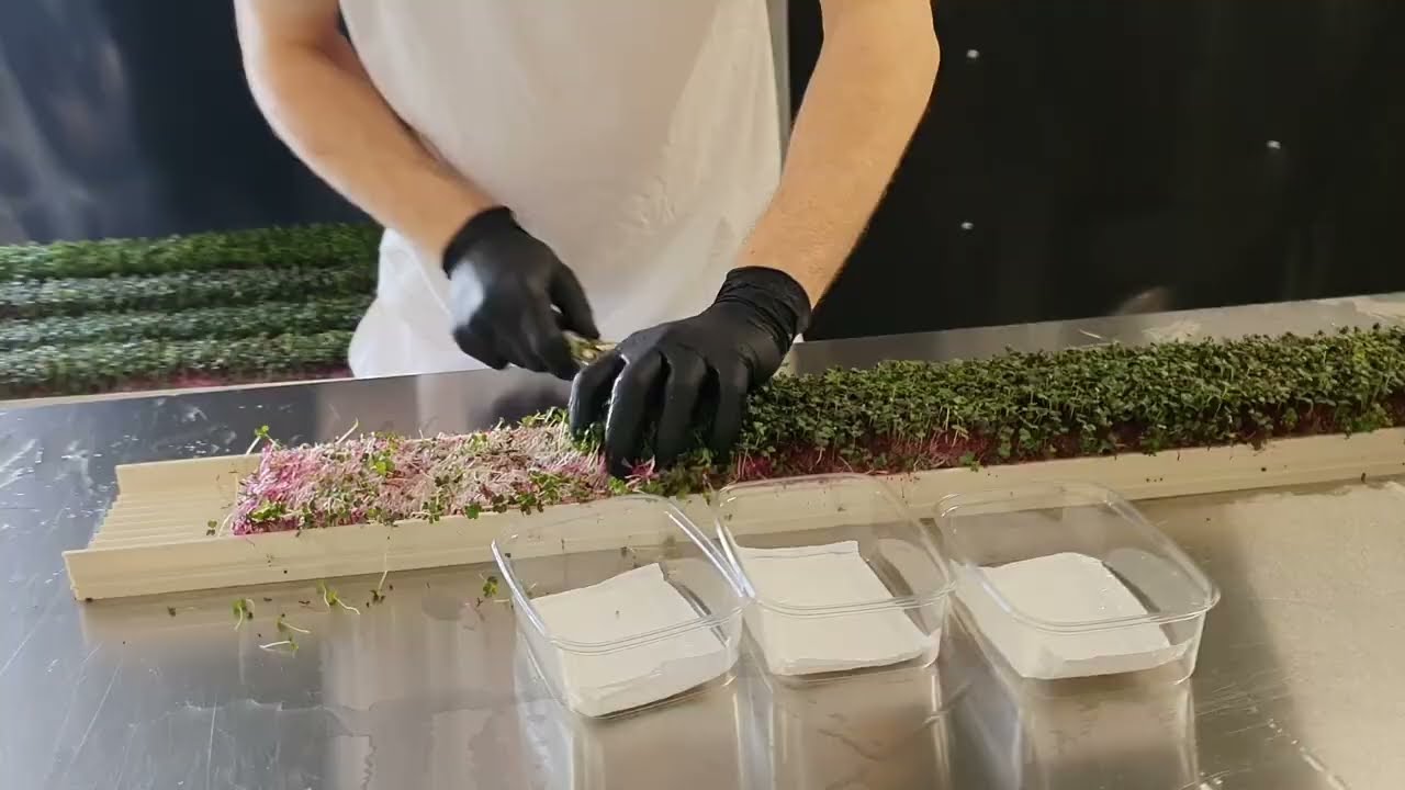 Harvesting och packaging  Red Cabbage microgreens