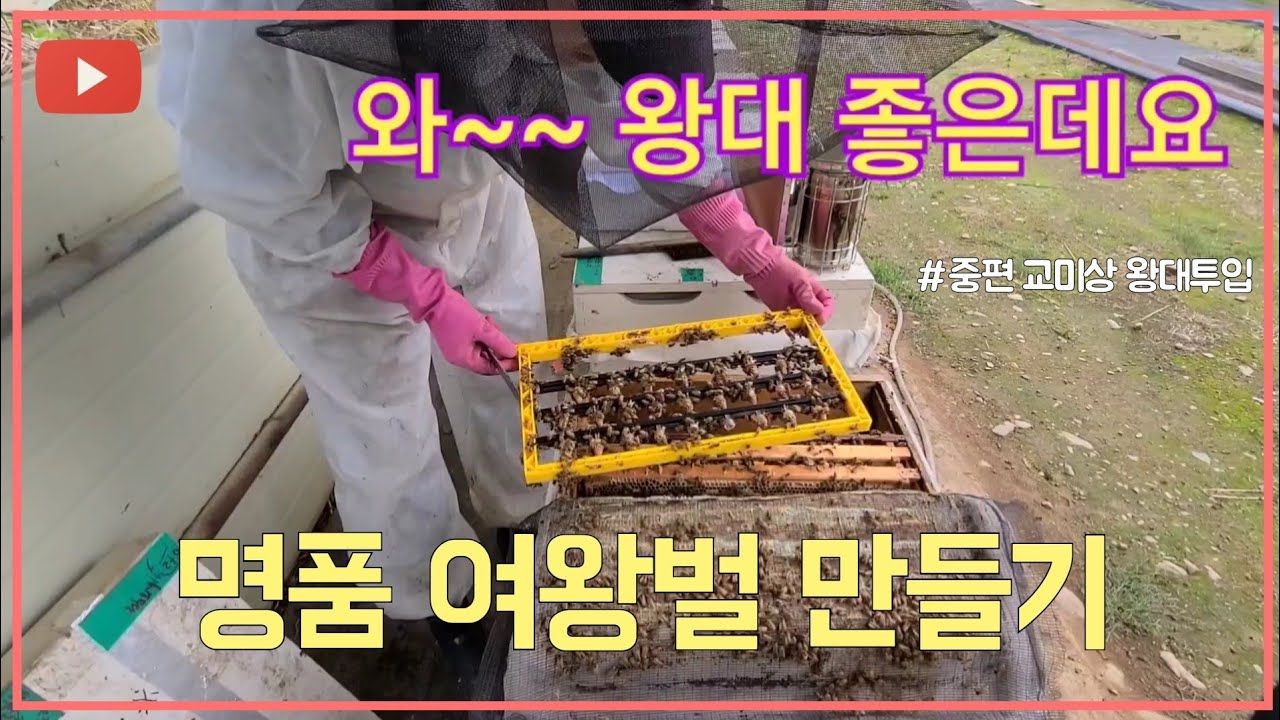 명품 여왕벌 만들기, 