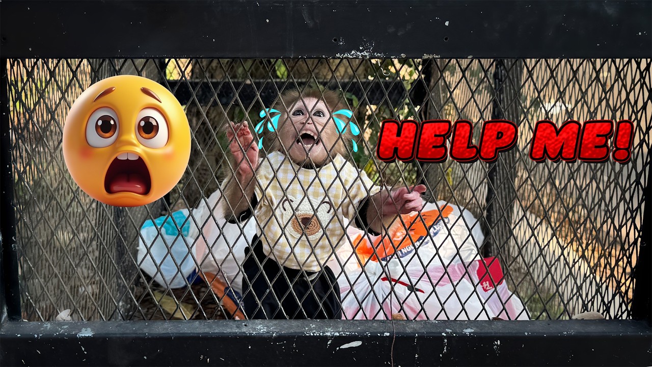 Things Get Serious! Sunny Faces a Major Incident – Lucky Panics and Tries to Help