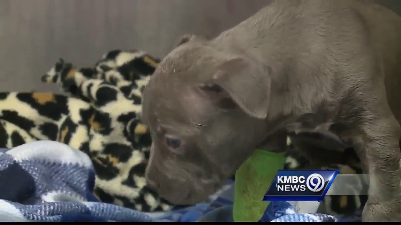 Shelter caring for puppies found frozen, dehydrated in the elements this week