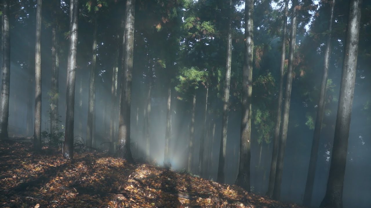 【ひとり登山部LOG】#18 東丹沢 辺室山 雨のち霧ときどき晴れとブロッケン現象【24fps】