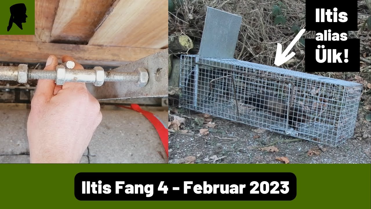 Iltis Fang in Dose-Wipprohrfalle//Auslösegestänge einstellen//Fallenjagd 2023//TrapperInfo